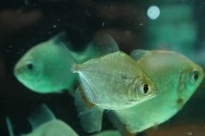 画像2: 【淡水魚】【通販】メチニス オリノコエンシス ワイルド【1匹 サンプル画像】(大型魚)(生体)(熱帯魚)NKO (2)