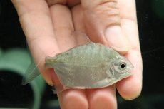 画像1: 【淡水魚】【通販】レア種 ブラックエッジパクー トカンチンス産 ワイルド【１匹 サンプル画像】(±6cm)(大型魚)(生体)(熱帯魚)NKO (1)