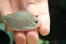 画像2: 【淡水魚】【通販】レア種 ブラックエッジパクー トカンチンス産 ワイルド【１匹 サンプル画像】(±6cm)(大型魚)(生体)(熱帯魚)NKO (2)