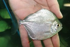 画像1: 【通販 淡水魚】大特価 激レア ハイボディメチニス ウルブ産 ワイルド【１匹 サンプル画像】(±11cm)(大型魚)(生体)(熱帯魚)NKO (1)