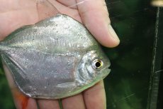 画像2: 【通販 淡水魚】大特価 激レア ハイボディメチニス ウルブ産 ワイルド【１匹 サンプル画像】(±11cm)(大型魚)(生体)(熱帯魚)NKO (2)