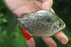 画像1: 【通販 淡水魚】大特価 激レア ロイヤルスポットメチニス サンフランシスコ産 ワイルド【１匹 サンプル画像】(±11cm)(生体)(熱帯魚)NKO (1)
