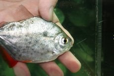 画像2: 【通販 淡水魚】大特価 激レア ロイヤルスポットメチニス サンフランシスコ産 ワイルド【１匹 サンプル画像】(±11cm)(生体)(熱帯魚)NKO (2)