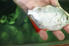 画像3: 【通販 淡水魚】大特価 激レア ロイヤルスポットメチニス サンフランシスコ産 ワイルド【１匹 サンプル画像】(±11cm)(生体)(熱帯魚)NKO (3)