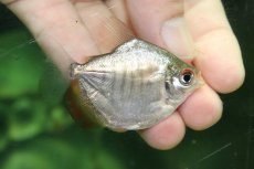 画像1: 【通販 淡水魚】大特価 ミロソマ sp ペルー産 ワイルド【１匹 サンプル画像】(±6cm)(大型魚)(生体)(熱帯魚)NKO (1)