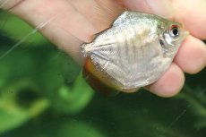 画像2: 【通販 淡水魚】大特価 ミロソマ sp ペルー産 ワイルド【１匹 サンプル画像】(±6cm)(大型魚)(生体)(熱帯魚)NKO (2)