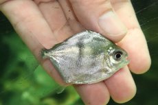 画像1: 【通販 淡水魚】大特価 ブラックバンデットメチニス トカンチンス産 ワイルド【１匹 サンプル画像】(±6cm)(大型魚)(生体)(熱帯魚)NKO (1)