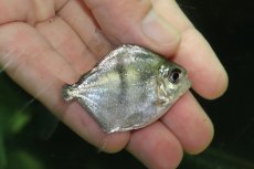 画像2: 【通販 淡水魚】大特価 ブラックバンデットメチニス トカンチンス産 ワイルド【１匹 サンプル画像】(±6cm)(大型魚)(生体)(熱帯魚)NKO (2)