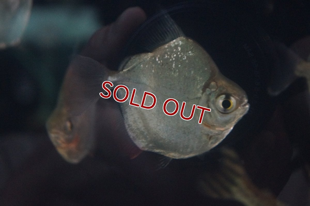 画像3: 【淡水魚】セレクト個体 ショートボディ メチニス ±6-7cm【1匹】（生体）【カラシン】（熱帯魚）NKO (3)