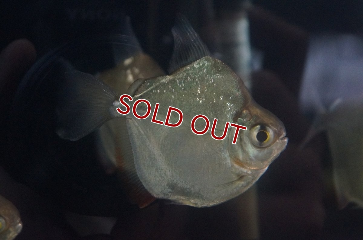 画像4: 【淡水魚】セレクト個体 ショートボディ メチニス ±6-7cm【1匹】（生体）【カラシン】（熱帯魚）NKO (4)