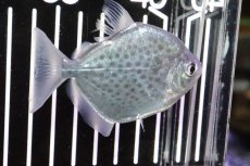 画像2: 【淡水魚】【通販】スポッテドメチニス グアマ産 ±7cm【1匹】（生体）【メチニス】（熱帯魚）NKO (2)