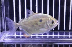 画像2: 【淡水魚】【通販】レア種 メチニスspリオマモレ ワイルド ±8cm【1匹】（生体）【メチニス】（熱帯魚）NKO (2)