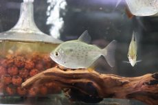 画像1: 【淡水魚】スポッテッドメチニス リオパラグァス産 ワイルド ±8cm【1匹】（生体）【メチニス】（熱帯魚）NKO (1)