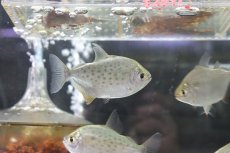画像2: 【淡水魚】スポッテッドメチニス リオパラグァス産 ワイルド ±8cm【1匹】（生体）【メチニス】（熱帯魚）NKO (2)