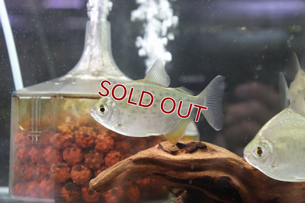 画像3: 【淡水魚】スポッテッドメチニス リオパラグァス産 ワイルド ±8cm【1匹】（生体）【メチニス】（熱帯魚）NKO (3)