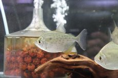 画像3: 【淡水魚】スポッテッドメチニス リオパラグァス産 ワイルド ±8cm【1匹】（生体）【メチニス】（熱帯魚）NKO (3)