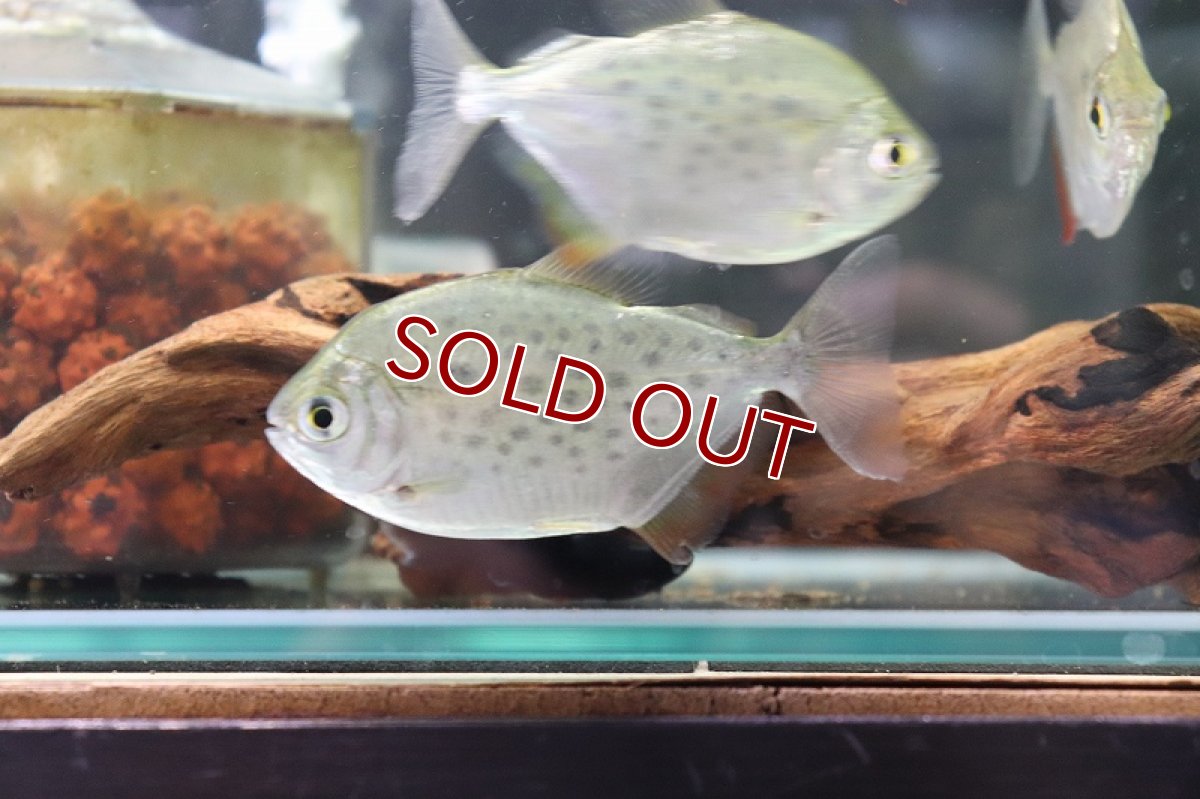 画像4: 【淡水魚】スポッテッドメチニス リオパラグァス産 ワイルド ±8cm【1匹】（生体）【メチニス】（熱帯魚）NKO (4)