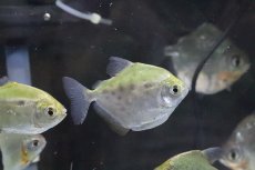 画像2: 【淡水魚】【通販】爆安 メチニスモーラ パンタナール産 ワイルド【1匹 サンプル画像】(±4-6cm)（生体）(大型魚)（熱帯魚）NKO (2)