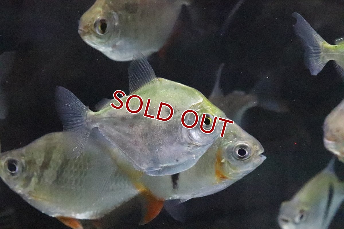 画像3: 【淡水魚】爆安 メチニスモーラ パンタナール産 ワイルド【1匹 サンプル画像】(±4-6cm)（生体）(大型魚)（熱帯魚）NKO (3)