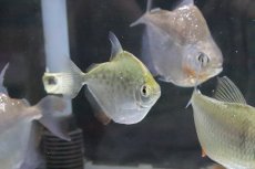 画像4: 【淡水魚】【通販】爆安 メチニスモーラ パンタナール産 ワイルド【1匹 サンプル画像】(±4-6cm)（生体）(大型魚)（熱帯魚）NKO (4)