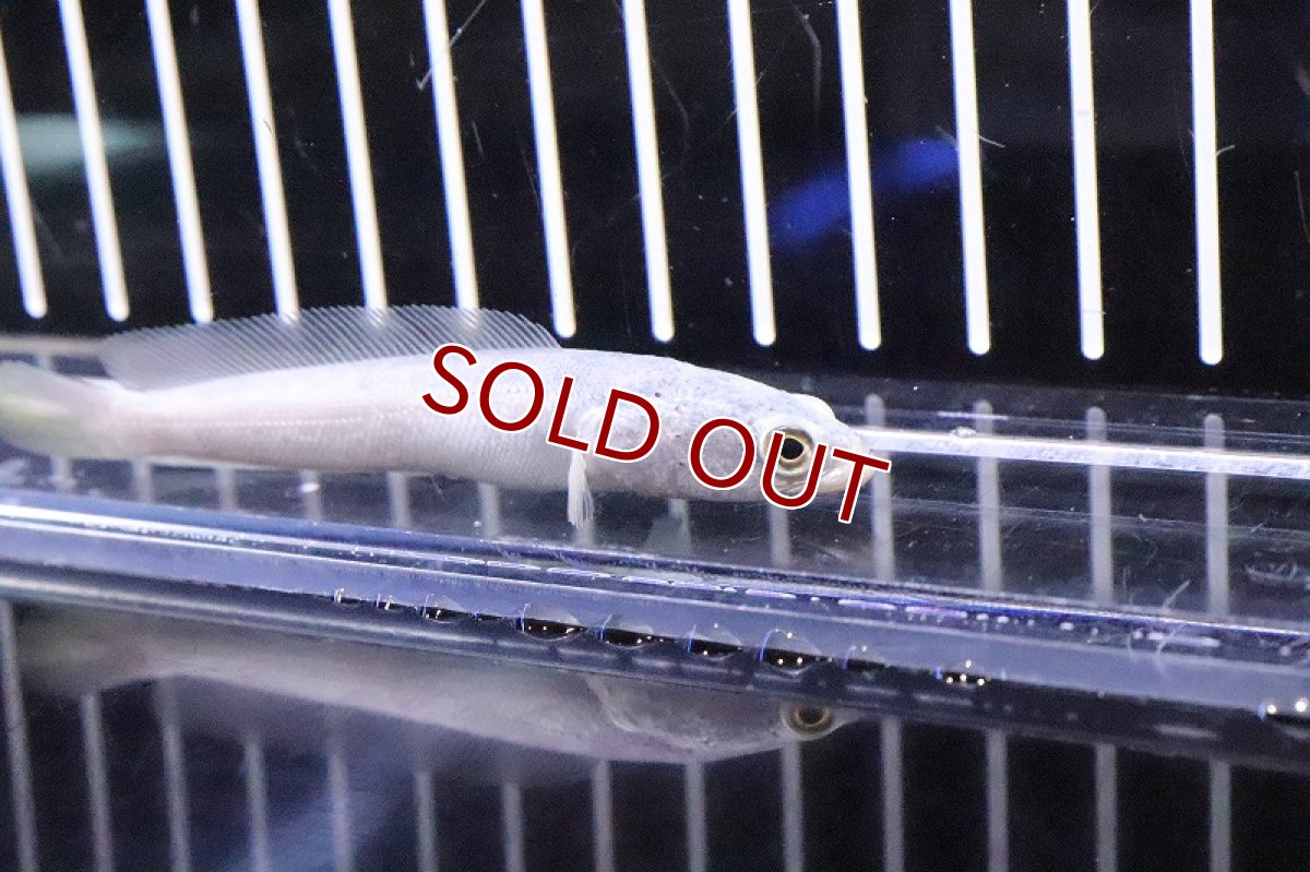 画像2: 【淡水魚】【通販】特価 チャイニーズプラチナスネークヘッド【1匹 サンプル画像】(±7-10cm)(大型魚)(生体)(淡水)NKO (2)