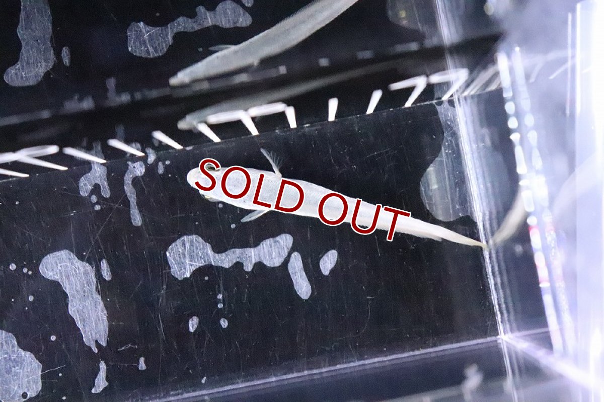 画像3: 【淡水魚】【通販】特価 チャイニーズプラチナスネークヘッド【1匹 サンプル画像】(±7-10cm)(大型魚)(生体)(淡水)NKO (3)