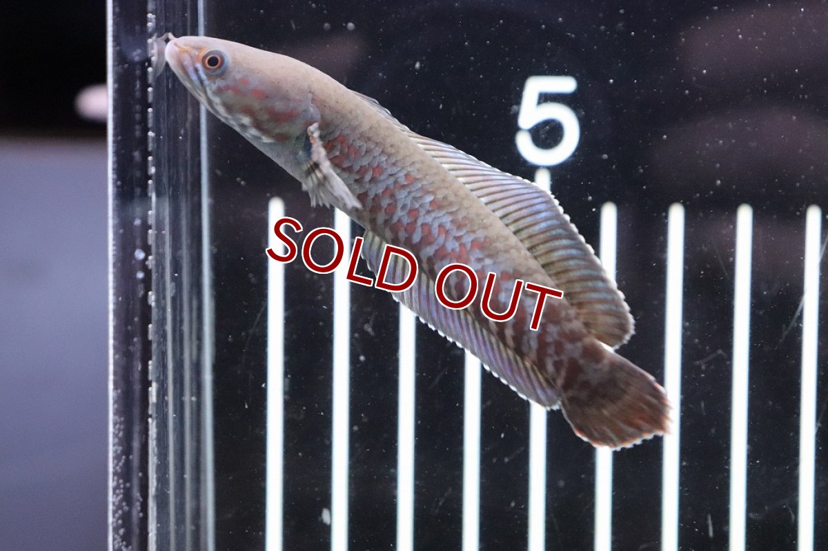 画像2: 【淡水魚】レッドブルーレインボースネークヘッド【1匹 サンプル画像】(±7-8cm)(大型魚)（生体）（熱帯魚）NKＯ (2)