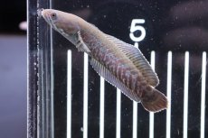 画像2: 【淡水魚】【通販】レッドブルーレインボースネークヘッド【1匹 サンプル画像】(±7-8cm)(大型魚)（生体）（熱帯魚）NKＯ (2)