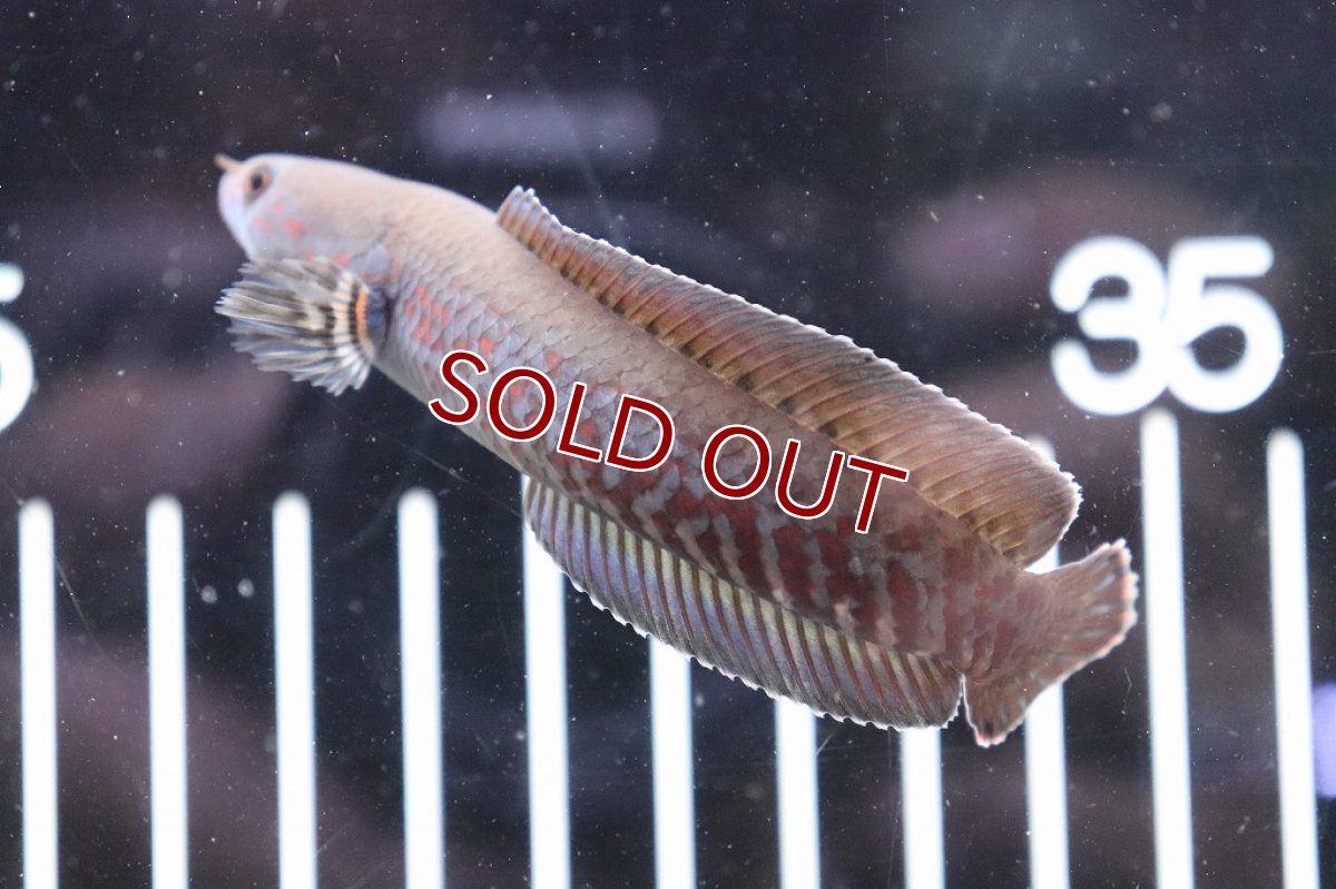 画像3: 【淡水魚】レッドブルーレインボースネークヘッド【1匹 サンプル画像】(±7-8cm)(大型魚)（生体）（熱帯魚）NKＯ (3)