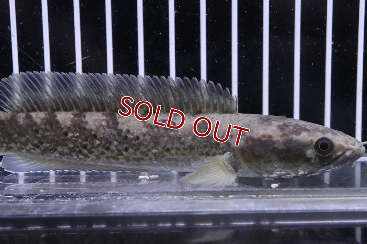 画像2: 【淡水魚】チャンナ メラノスティグマ(旧スチュワート)【１匹サンプル画像】(±11-13cm)(大型魚)(生体)(淡水)NKO (2)