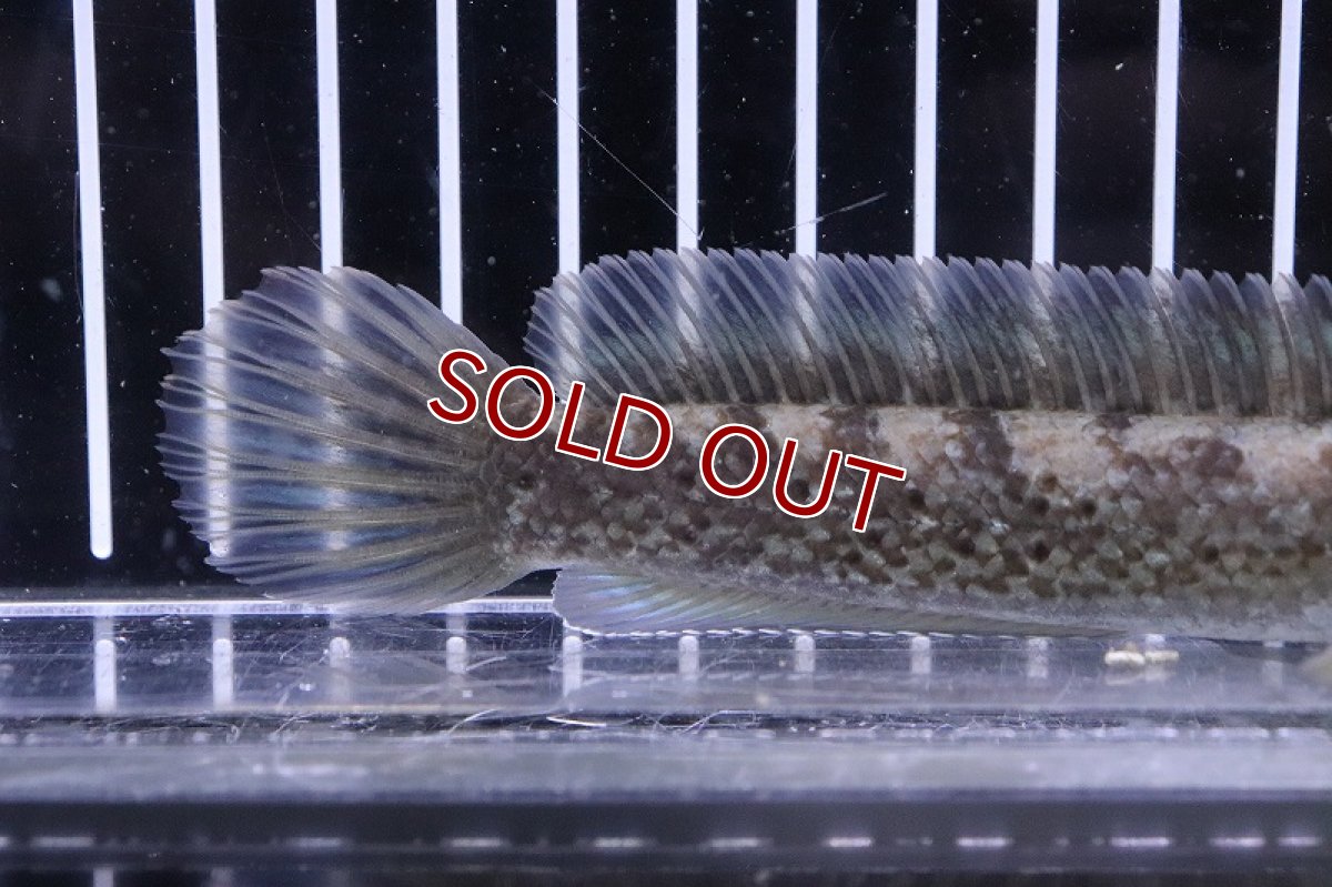 画像3: 【淡水魚】チャンナ メラノスティグマ(旧スチュワート)【１匹サンプル画像】(±11-13cm)(大型魚)(生体)(淡水)NKO (3)