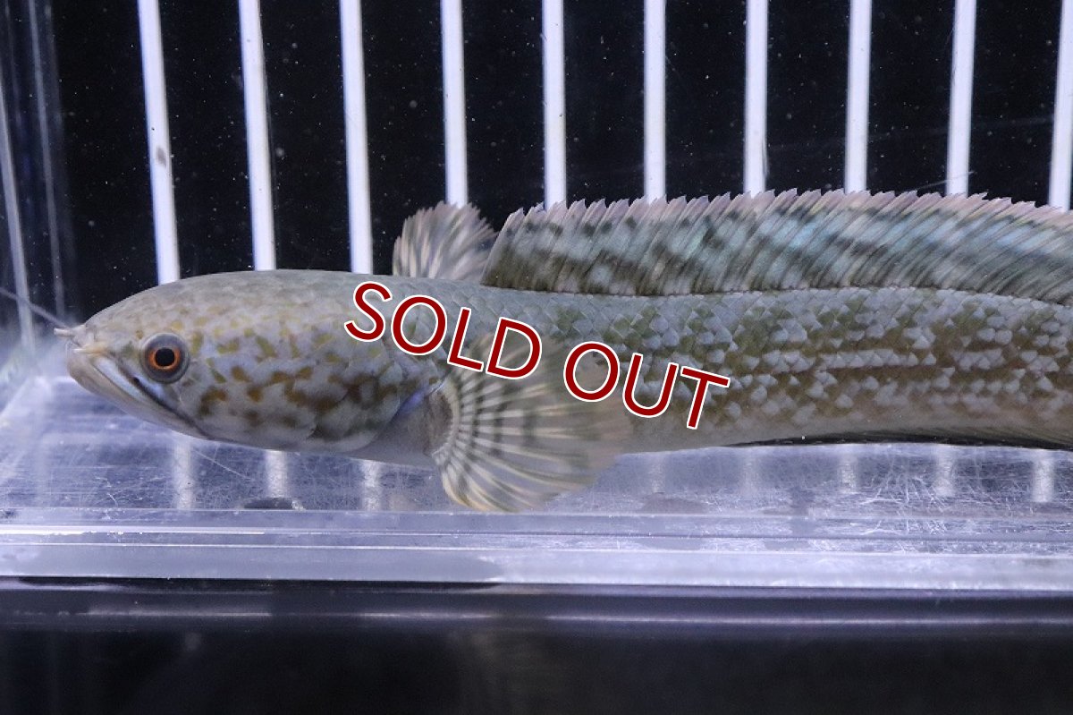 画像2: 【淡水魚】【通販】チョコレートレインボースネークヘッド ワイルド【１匹サンプル画像】(±5-6cm)(大型魚)(生体)(淡水)NKO (2)