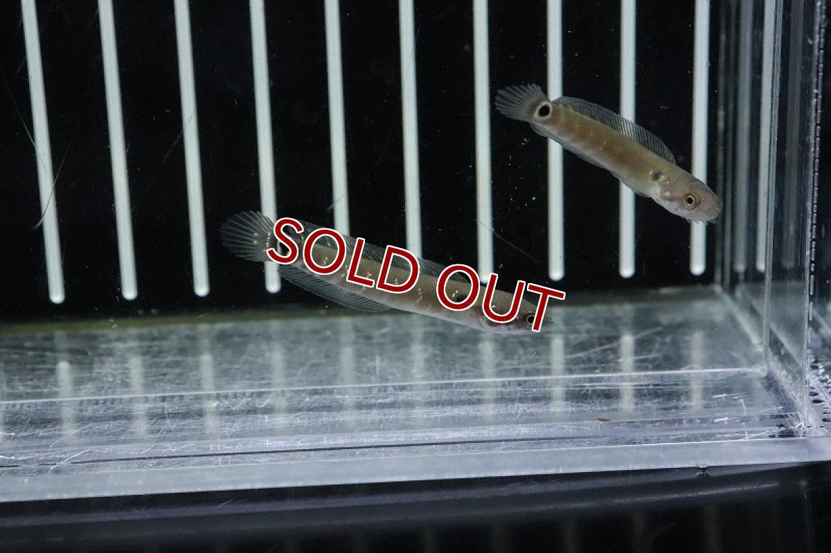 画像2: 【淡水魚】超大特価 コウタイ レッド【１匹 サンプル画像】(±5-6ｃｍ)(大型魚)(生体)(淡水)ＮＫＯ (2)