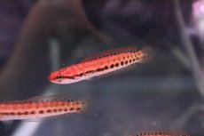 画像1: 【淡水魚】【通販】大特価 チャンナ バンカネンシス【１匹 サンプル画像】(±3-4cm)(大型魚・スネークヘッド)(生体)(淡水)ＮＫＯ (1)