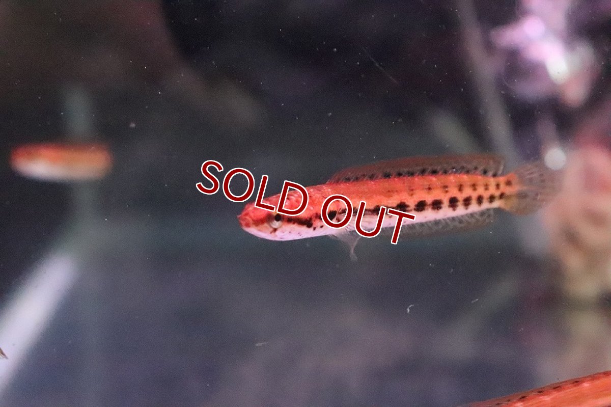 画像2: 【淡水魚】大特価 チャンナ バンカネンシス【１匹 サンプル画像】(±3-4cm)(大型魚・スネークヘッド)(生体)(淡水)ＮＫＯ (2)