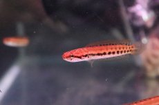 画像2: 【淡水魚】【通販】大特価 チャンナ バンカネンシス【１匹 サンプル画像】(±3-4cm)(大型魚・スネークヘッド)(生体)(淡水)ＮＫＯ (2)