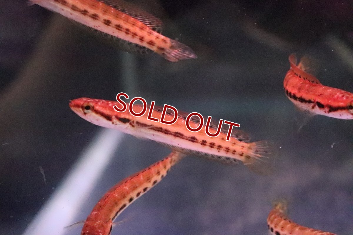 画像3: 【淡水魚】大特価 チャンナ バンカネンシス【１匹 サンプル画像】(±3-4cm)(大型魚・スネークヘッド)(生体)(淡水)ＮＫＯ (3)