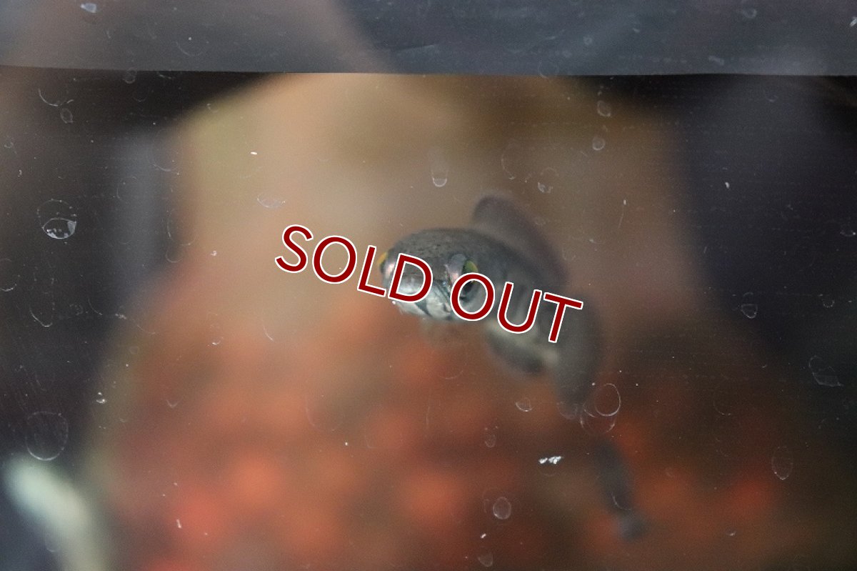 画像2: 【淡水魚】チャンナ ガチュア【１匹 サンプル画像】(大型魚・スネークヘッド)(生体)(淡水)ＮＫＯ (2)