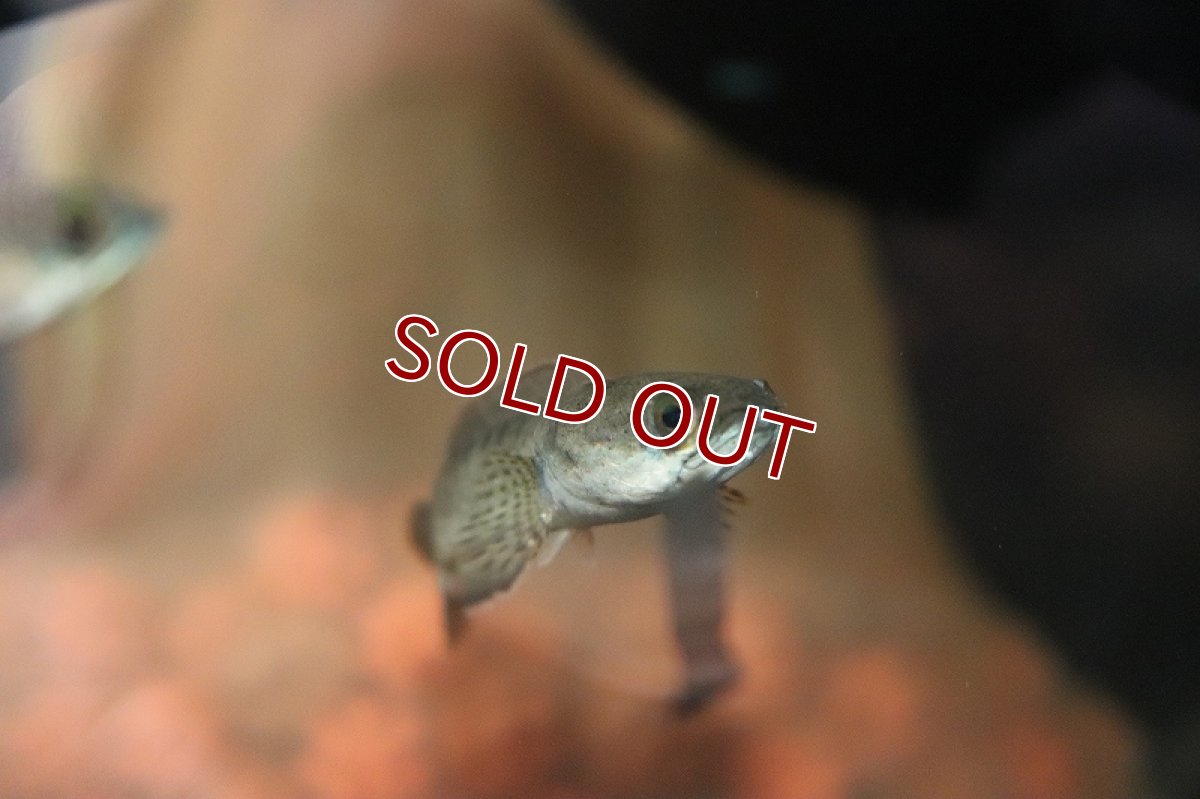 画像3: 【淡水魚】チャンナ ガチュア【１匹 サンプル画像】(大型魚・スネークヘッド)(生体)(淡水)ＮＫＯ (3)