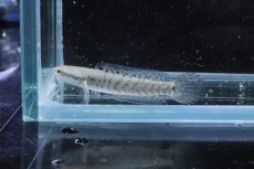 画像1: 【淡水魚】【通販】大特価 チャンナ プルクラ【１匹 サンプル画像】(±5-7cm)(大型魚・スネークヘッド)(生体)(淡水)ＮＫＯ (1)