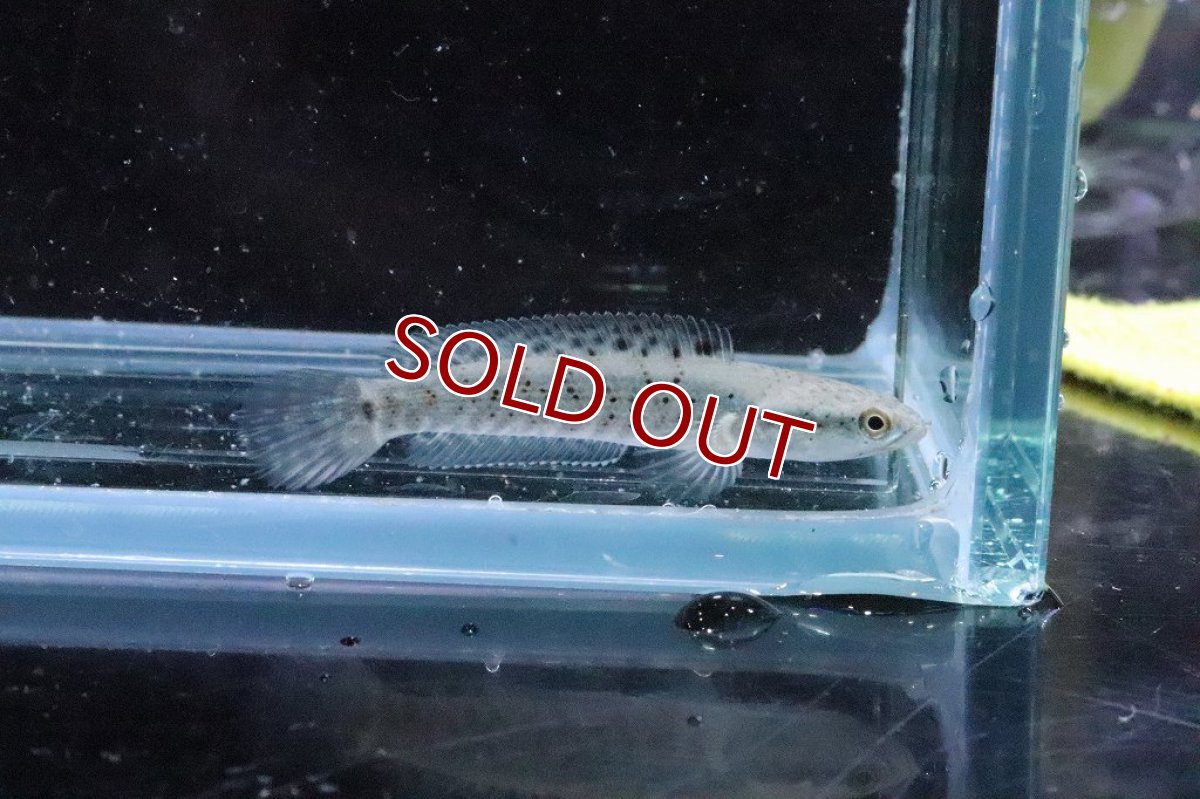 画像2: 【淡水魚】【通販】大特価 チャンナ プルクラ【１匹 サンプル画像】(±5cm)(大型魚・スネークヘッド)(生体)(淡水)ＮＫＯ (2)