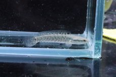 画像2: 【淡水魚】【通販】大特価 チャンナ プルクラ【１匹 サンプル画像】(±5-7cm)(大型魚・スネークヘッド)(生体)(淡水)ＮＫＯ (2)