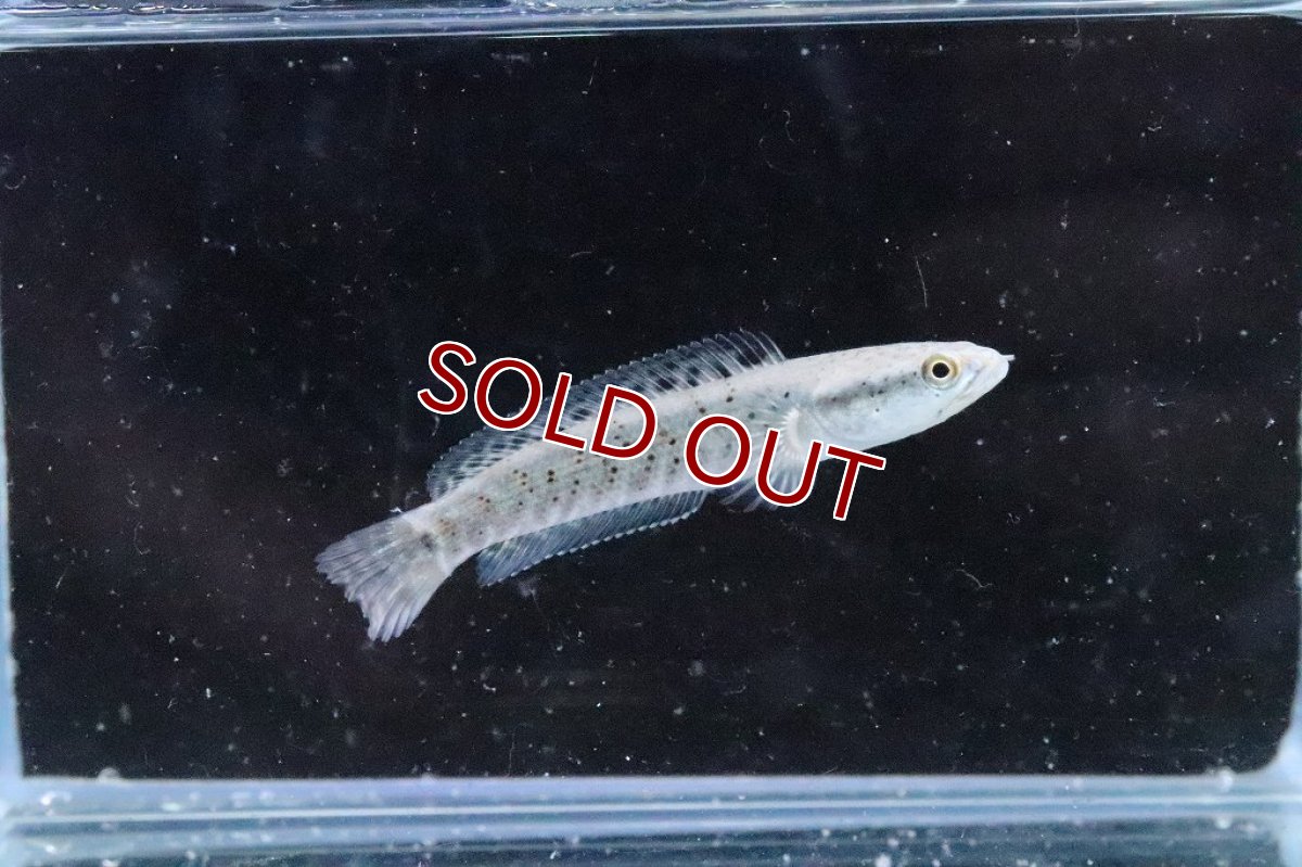 画像3: 【淡水魚】【通販】大特価 チャンナ プルクラ【１匹 サンプル画像】(±5cm)(大型魚・スネークヘッド)(生体)(淡水)ＮＫＯ (3)