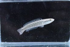 画像3: 【淡水魚】【通販】大特価 チャンナ プルクラ【１匹 サンプル画像】(±5-7cm)(大型魚・スネークヘッド)(生体)(淡水)ＮＫＯ (3)