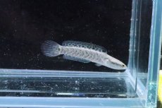 画像4: 【淡水魚】【通販】大特価 チャンナ プルクラ【１匹 サンプル画像】(±5-7cm)(大型魚・スネークヘッド)(生体)(淡水)ＮＫＯ (4)