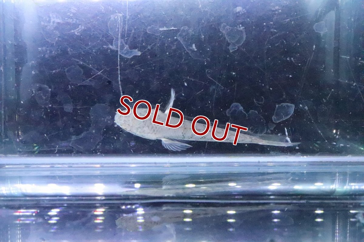 画像5: 【淡水魚】【通販】大特価 チャンナ プルクラ【１匹 サンプル画像】(±5cm)(大型魚・スネークヘッド)(生体)(淡水)ＮＫＯ (5)