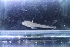 画像5: 【淡水魚】【通販】大特価 チャンナ プルクラ【１匹 サンプル画像】(±5-7cm)(大型魚・スネークヘッド)(生体)(淡水)ＮＫＯ (5)