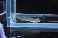 画像1: 【淡水魚】【通販】大特価 チャンナ アジアティカ レッドストライプ【１匹 サンプル画像】(±4cm)(大型魚・スネークヘッド)(生体)(淡水)ＮＫＯ (1)