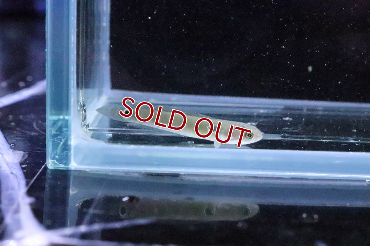 画像2: 【淡水魚】大特価 チャンナ アジアティカ レッドストライプ【１匹 サンプル画像】(±4cm)(大型魚・スネークヘッド)(生体)(淡水)ＮＫＯ (2)