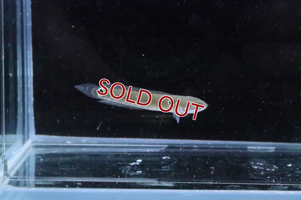 画像3: 【淡水魚】大特価 チャンナ アジアティカ レッドストライプ【１匹 サンプル画像】(±4cm)(大型魚・スネークヘッド)(生体)(淡水)ＮＫＯ (3)